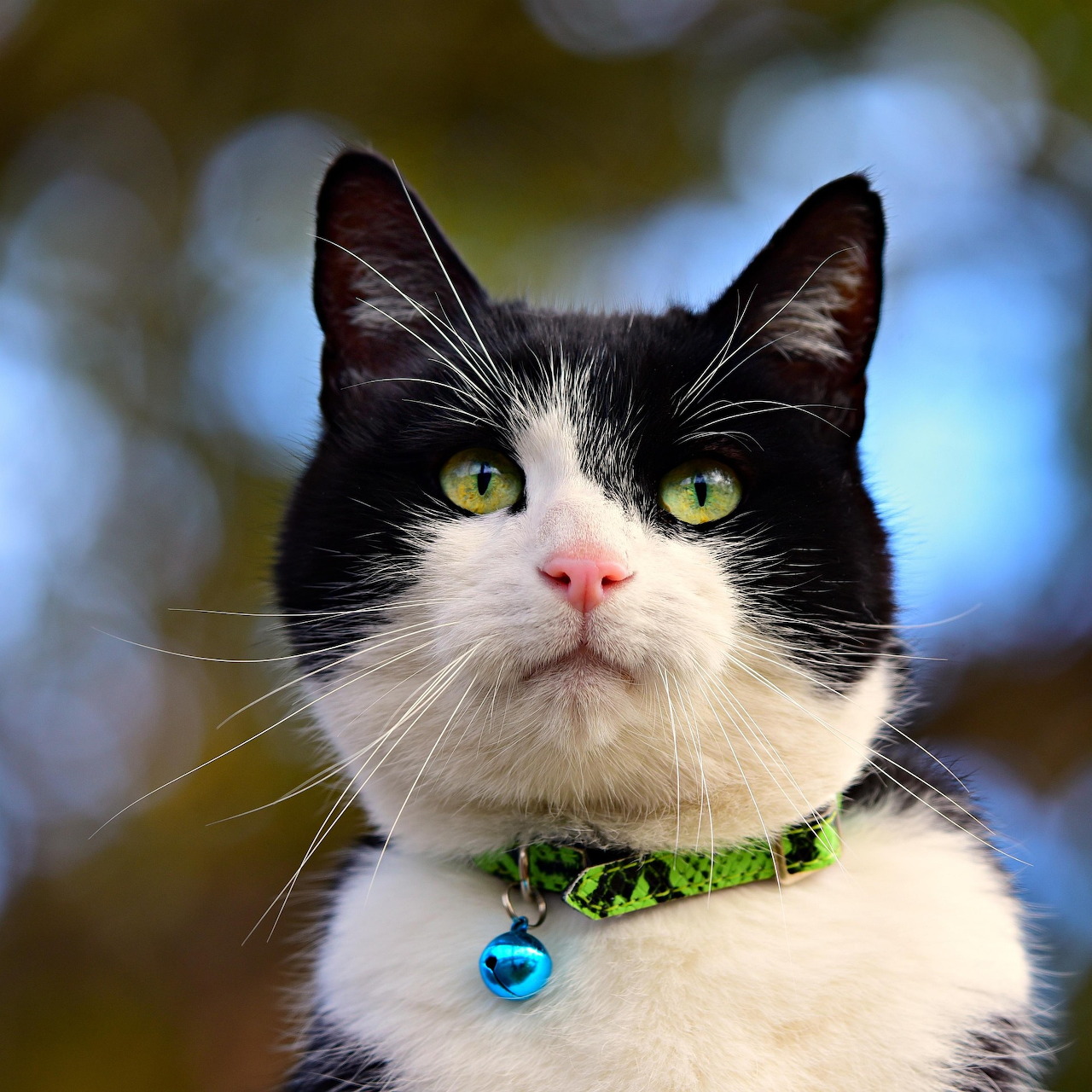 Black and white cat with green eyes and green collar looking upward against blurred blue and green background