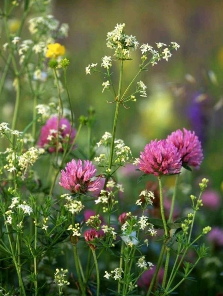 Pink clover and white wildflowers growing in a green meadow