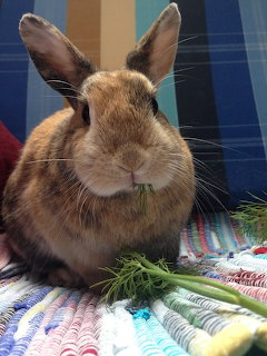 Brown pet rabbit eating dill on a colorful striped blanket with blue striped background