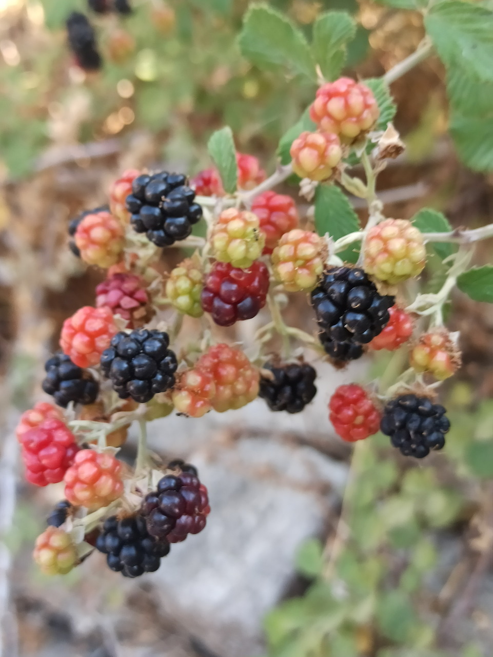 Close-up of ripe and unripe wild blackberries on a bramble branch