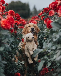 Golden Retriever in Dahlia Garden