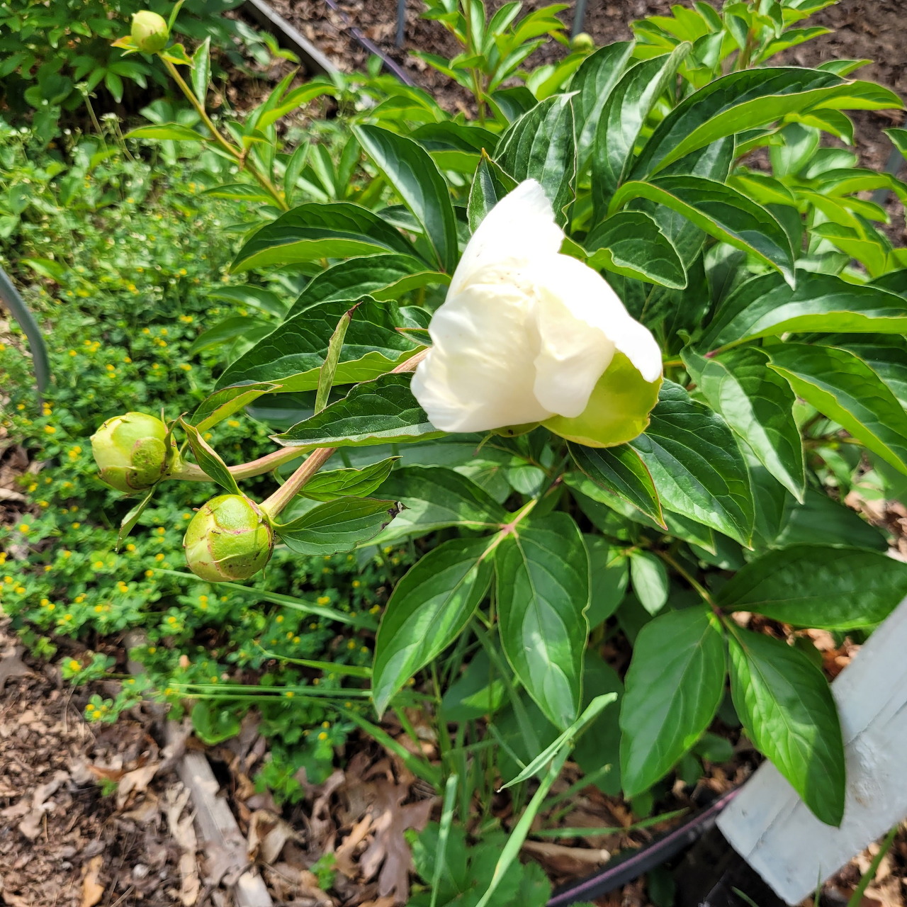 White Peony Flower