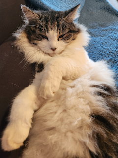 Fluffy tabby and white cat resting on blue blanket