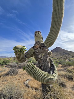Weathered saguaro cactus with bent arms in a dry desert landscape under a blue sky