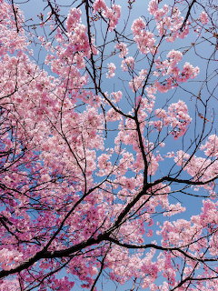 Pink dogwood tree branches with blossoms against blue sky, viewed from below