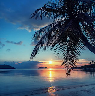 Palm tree silhouette over calm ocean at sunset with islands on horizon
