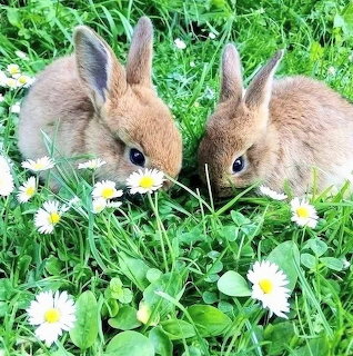 Baby Bunnies in Daisies