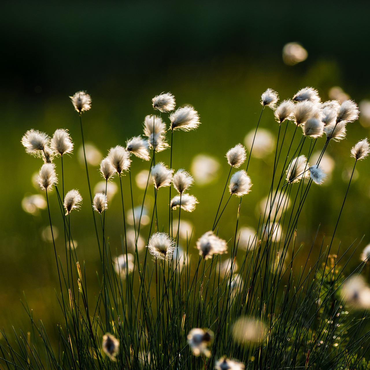 White fluffy cotton grass seedheads on green stems in soft focus outdoor setting
