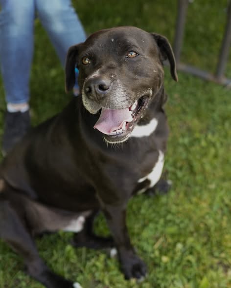 Black Labrador Mix on Grass