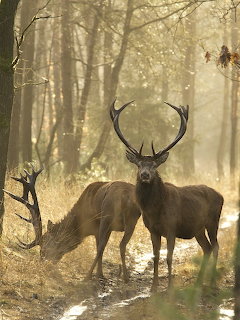 Two red deer in a misty golden-lit forest, one stag with large antlers facing the camera