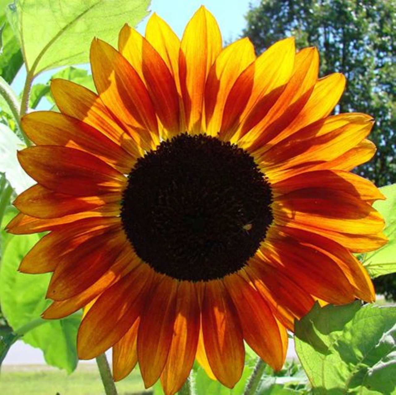 Close-up of a red and yellow sunflower with dark center against blue sky