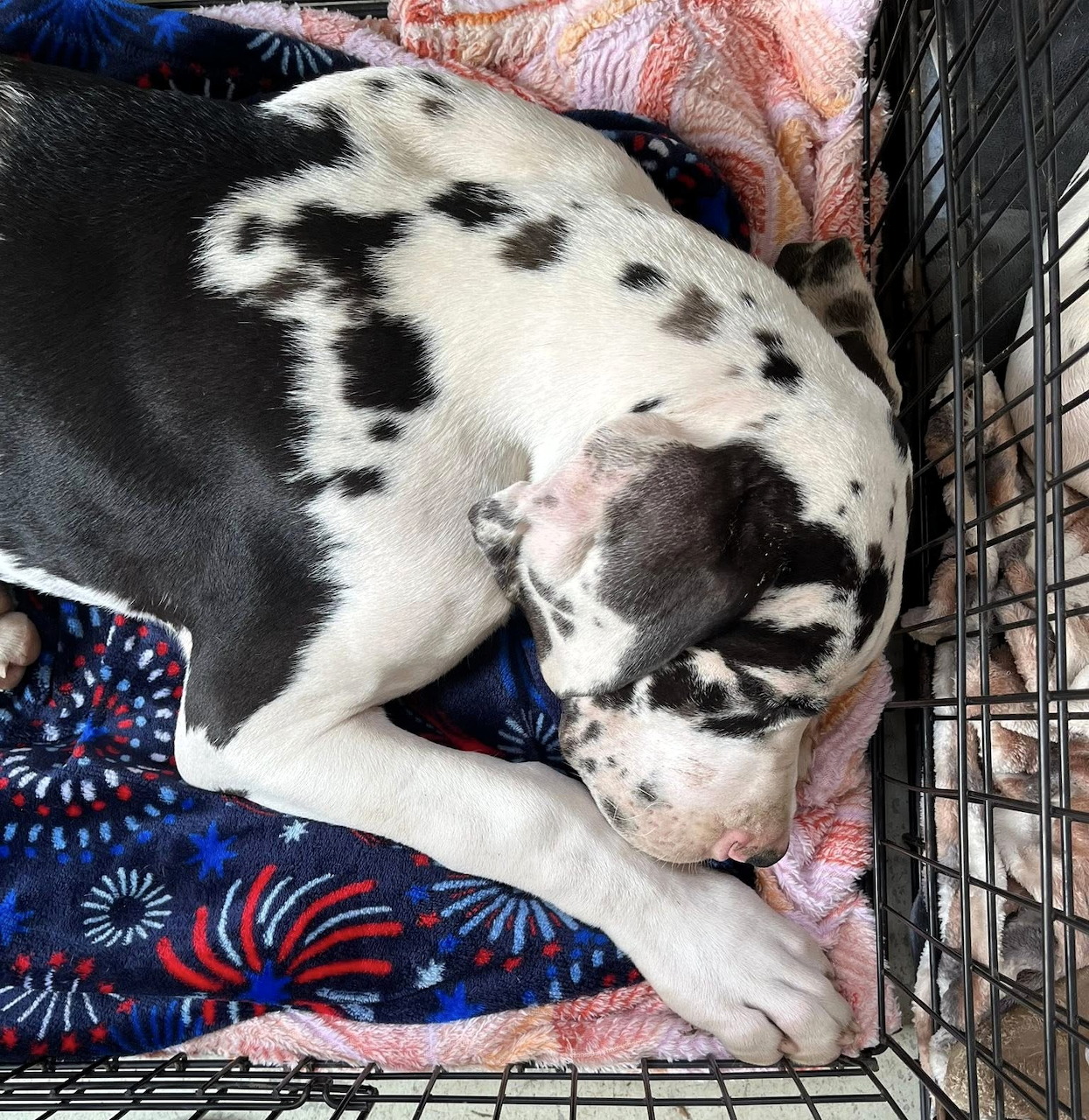 Black and white spotted puppy sleeping curled up on colorful blankets in a wire crate