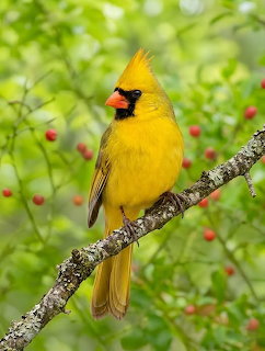 Yellow Northern Cardinal