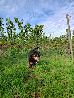 Small black and tan dog sitting in grassy vineyard under blue sky