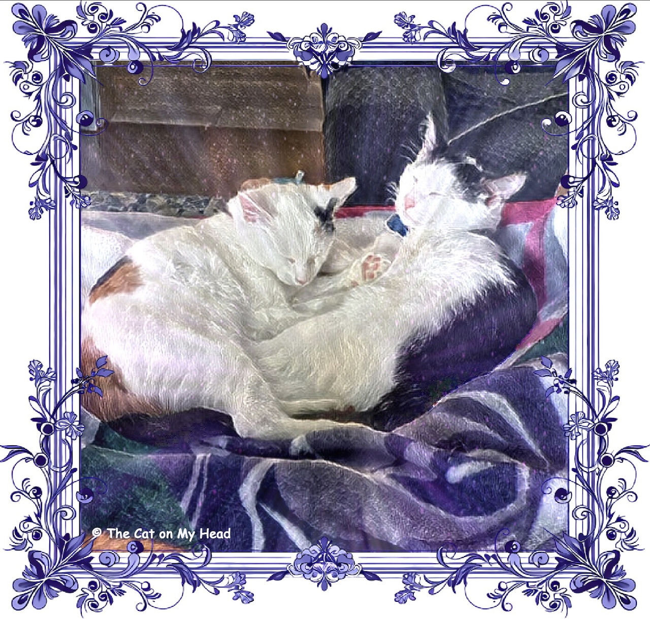 Illustration of two white cats sleeping together on blankets inside a blue floral frame