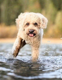 Fluffy cream poodle mix running through shallow water with splashing droplets