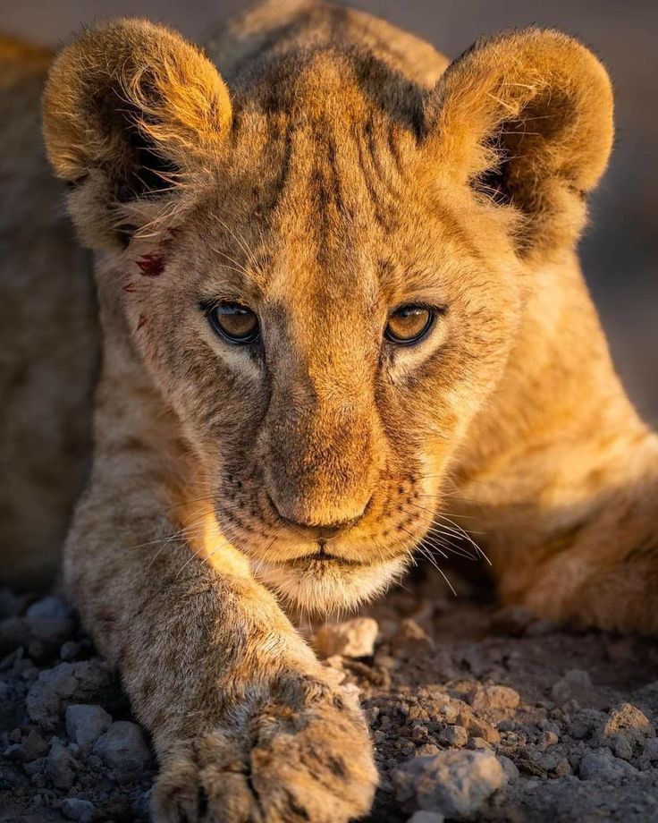 Young lion cub with golden fur and large eyes looking forward