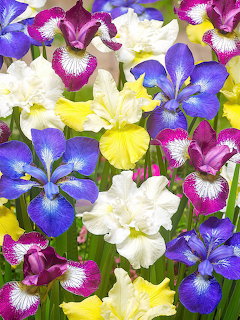 Colorful mixed iris flowers in purple, white, yellow, and blue blooming together