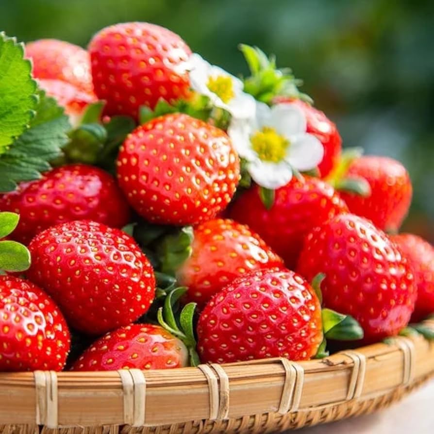Close-up of fresh strawberries piled in a woven basket with leaves and white flowers