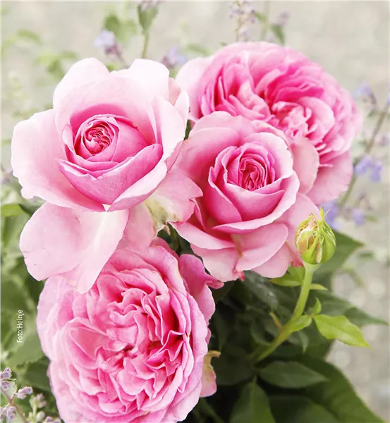 Close-up of blooming pink garden roses with green leaves and soft purple flowers in background