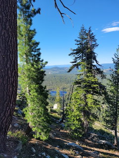Mountain viewpoint through pine trees overlooking a lake and forested landscape under blue sky