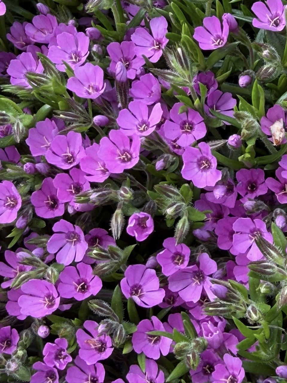 Many purple creping phlox flowers densely covering the frame with green leaves beneath