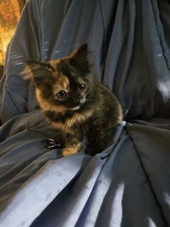 Tiny tortoiseshell kitten sitting on gray fabric, looking at the camera