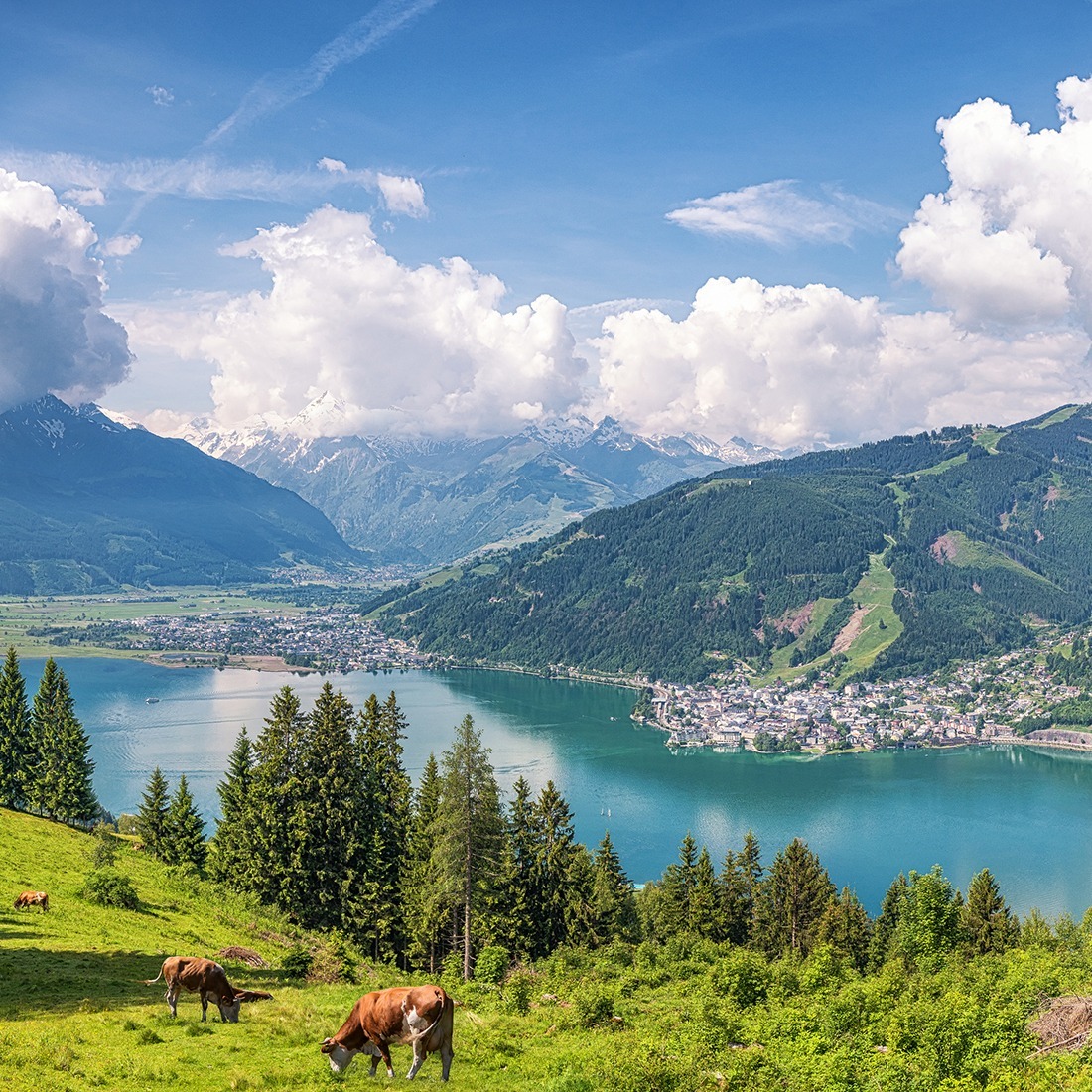 Scenic alpine lake with mountains, green meadows, grazing cows, and a village on the shore
