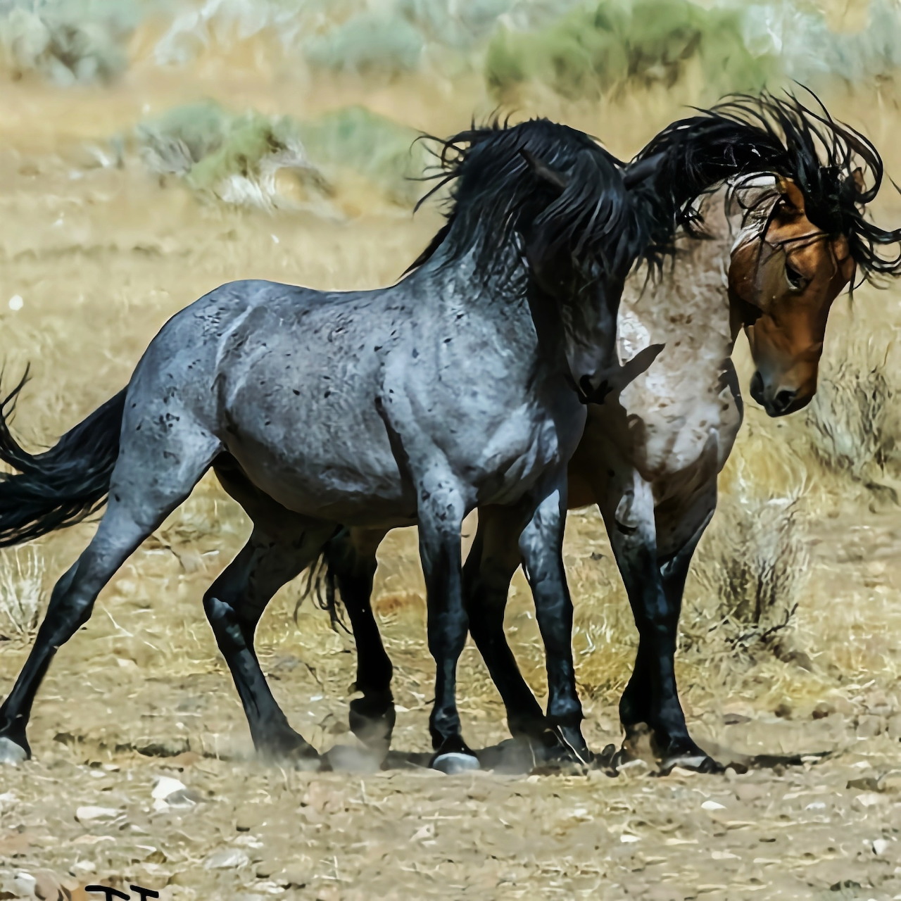 Two Wild Horses Playing
