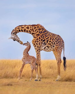 Adult giraffe bending down to nuzzle a baby giraffe on dry golden grassland