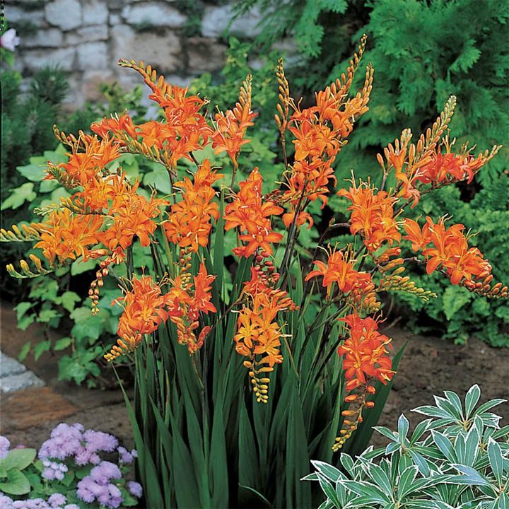 Bright orange crocosmia flowers with green leaves in a garden bed