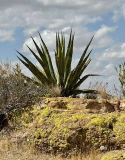 Desert Agave Plant