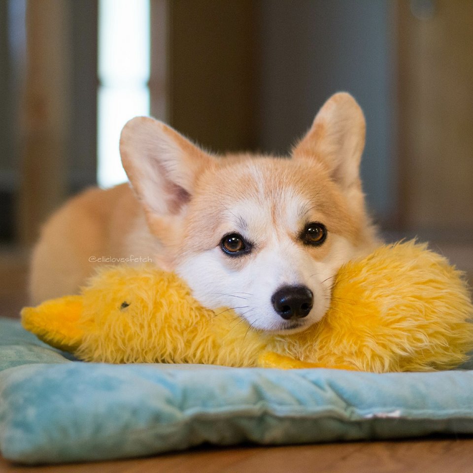 Corgi puppy resting on a fluffy yellow toy on a blue cushion