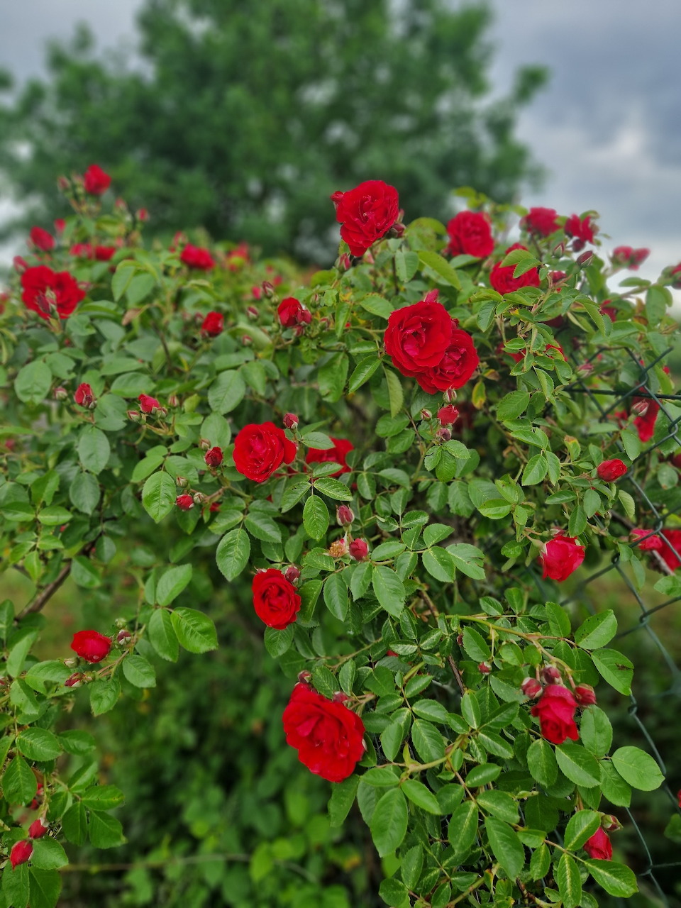 Colorful blooming flowers with vibrant petals and green leaves