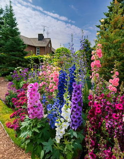 Colorful summer garden with tall pink, blue, and purple flower spikes in front of house and evergreens