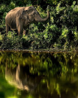 Elephant by River