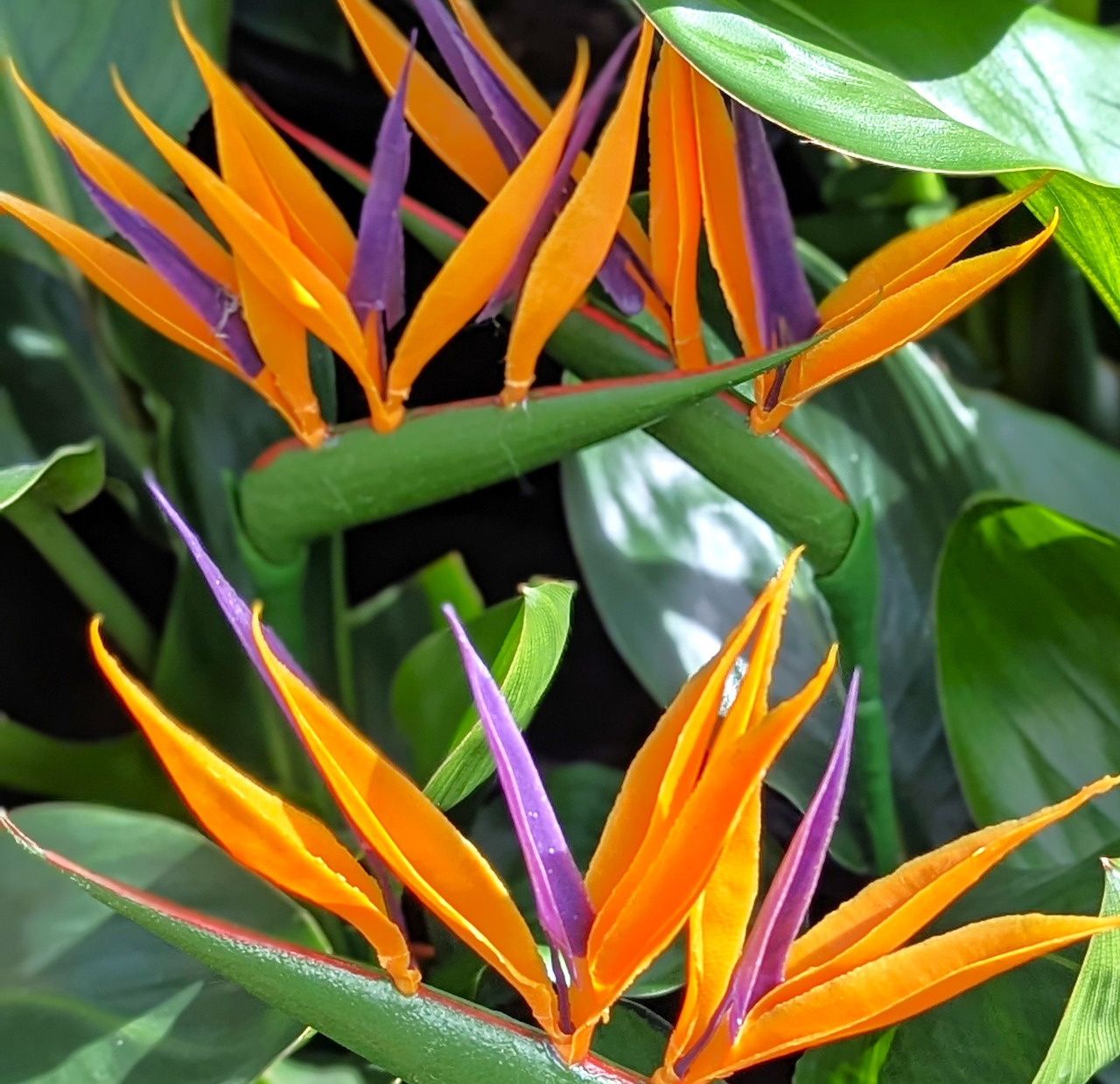 Bird of Paradise Flowers