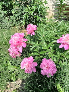 Pink peony flowers blooming in a green garden bed