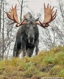 Bull moose with large antlers standing on grassy hill in winter forest