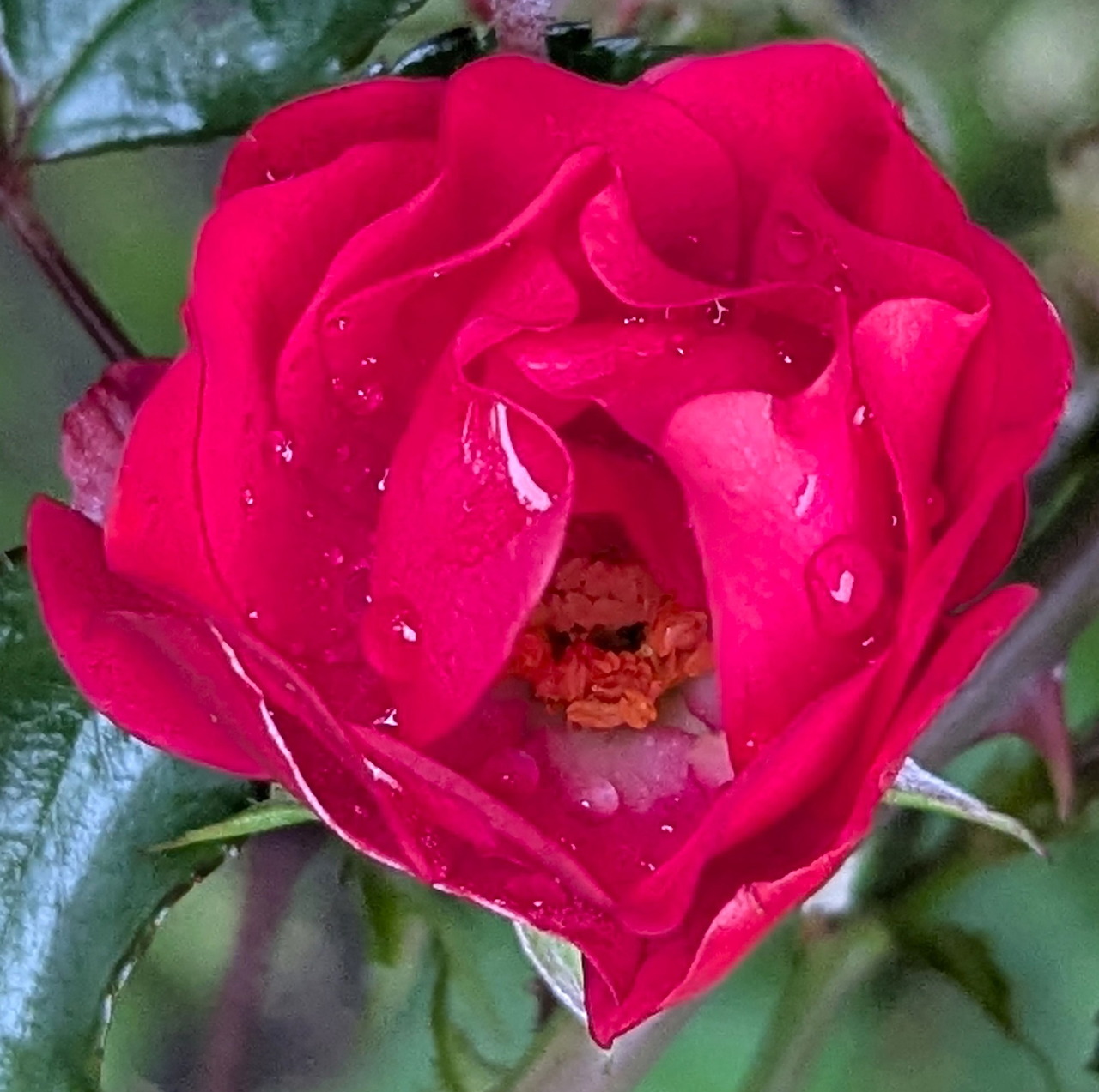 Close-up of a red rose with raindrops on its petals and green leaves in the background