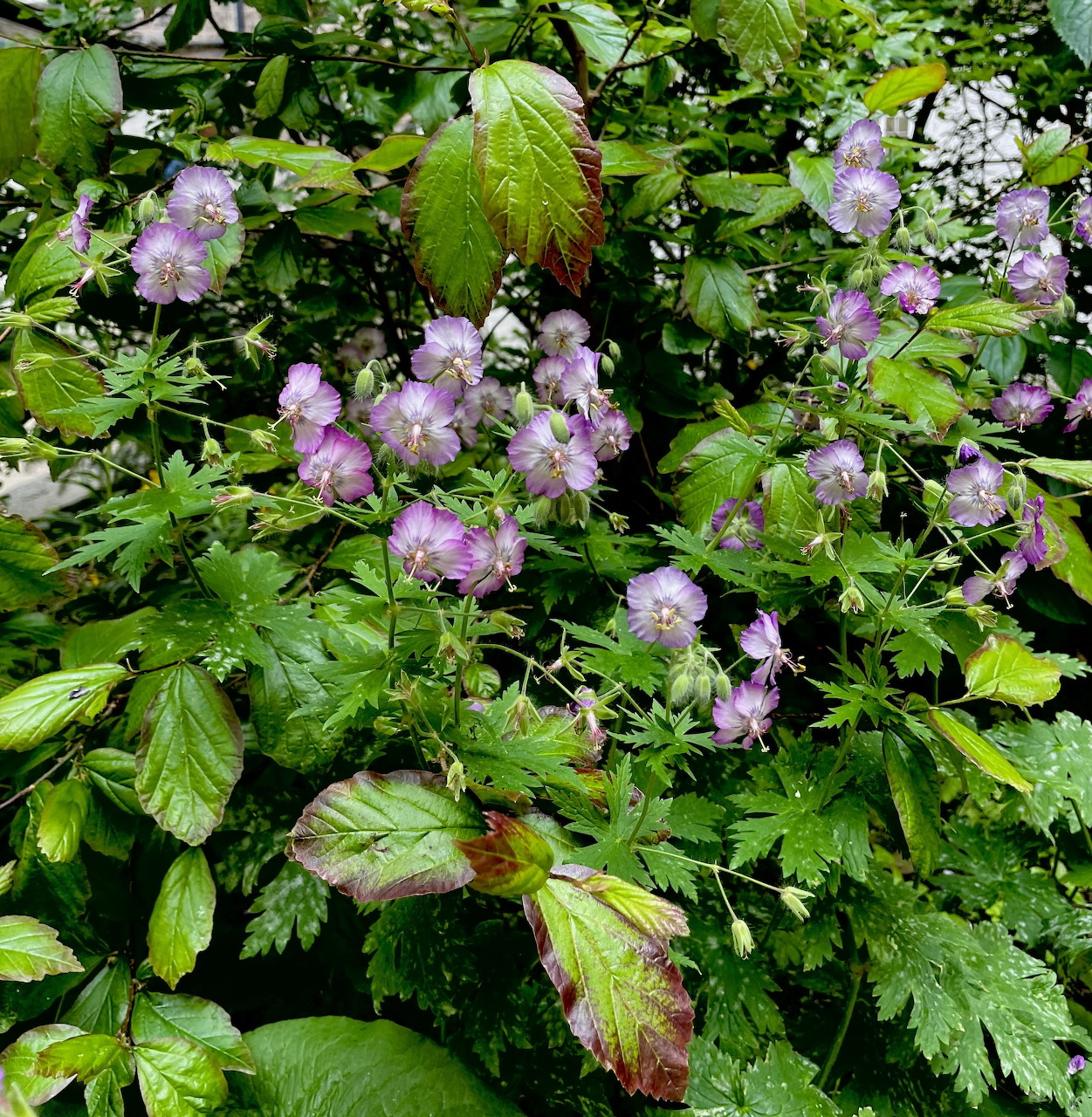 Pink wildflowers blooming among dense green foliage and leaves