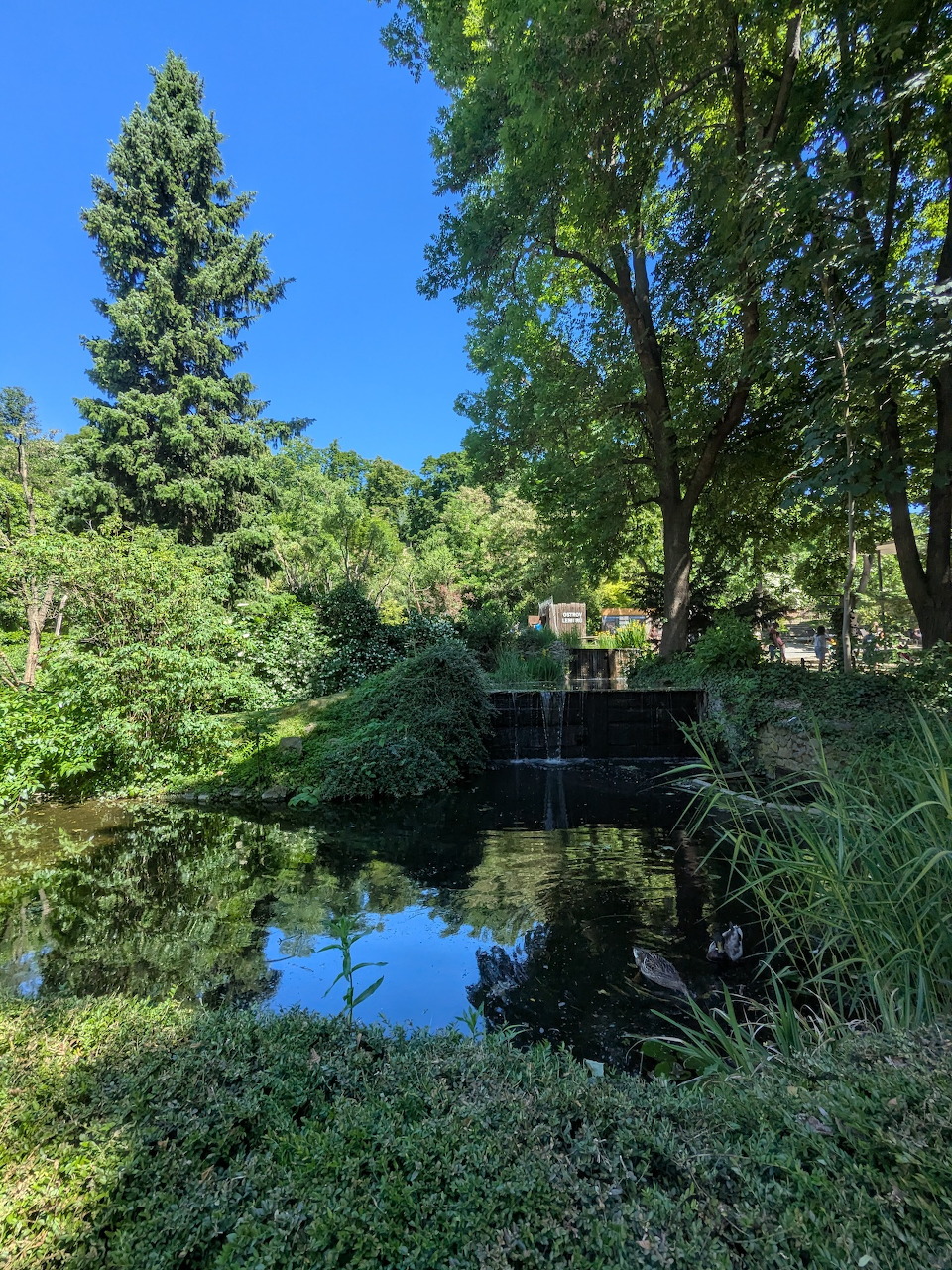 Forest Pond Reflection
