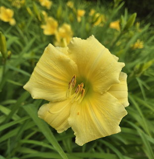 Yellow Daylily Flower