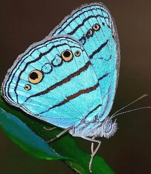Blue butterfly with black stripes and eyespot markings perched on a green leaf