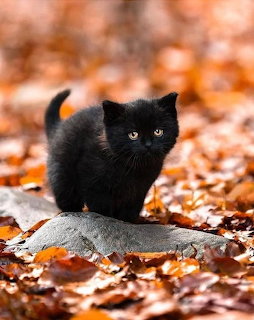 Black Kitten Autumn Leaves