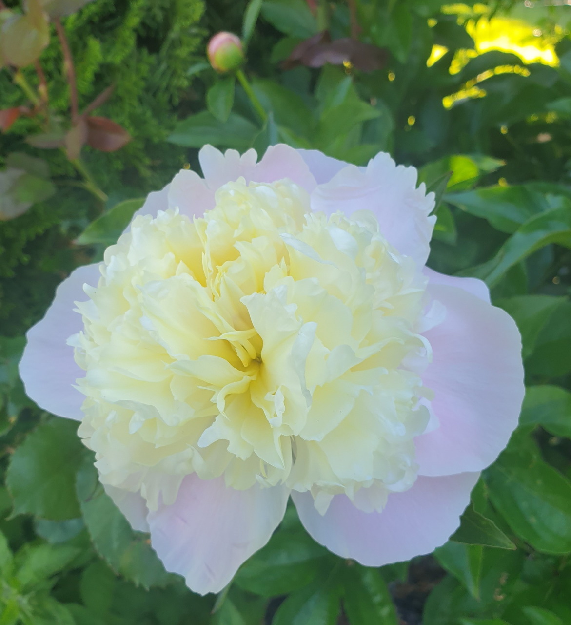 Close-up of a white peony flower with pale yellow center against green leaves