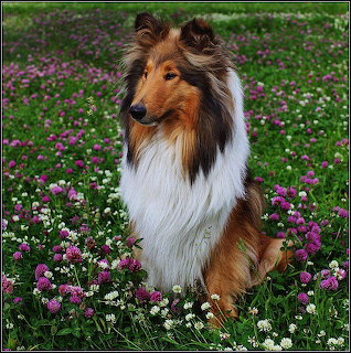 Shetland Sheepdog sitting in garden with pink flowers