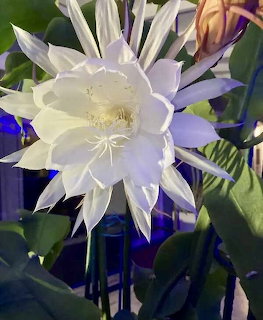 Night Blooming Cactus Flower