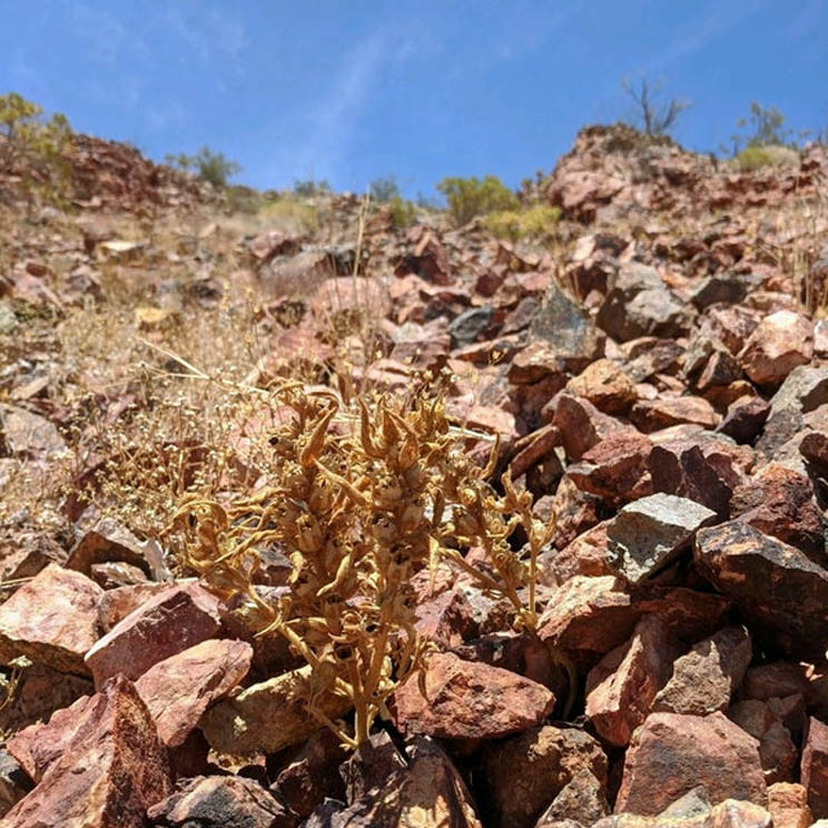 Rocky Hillside