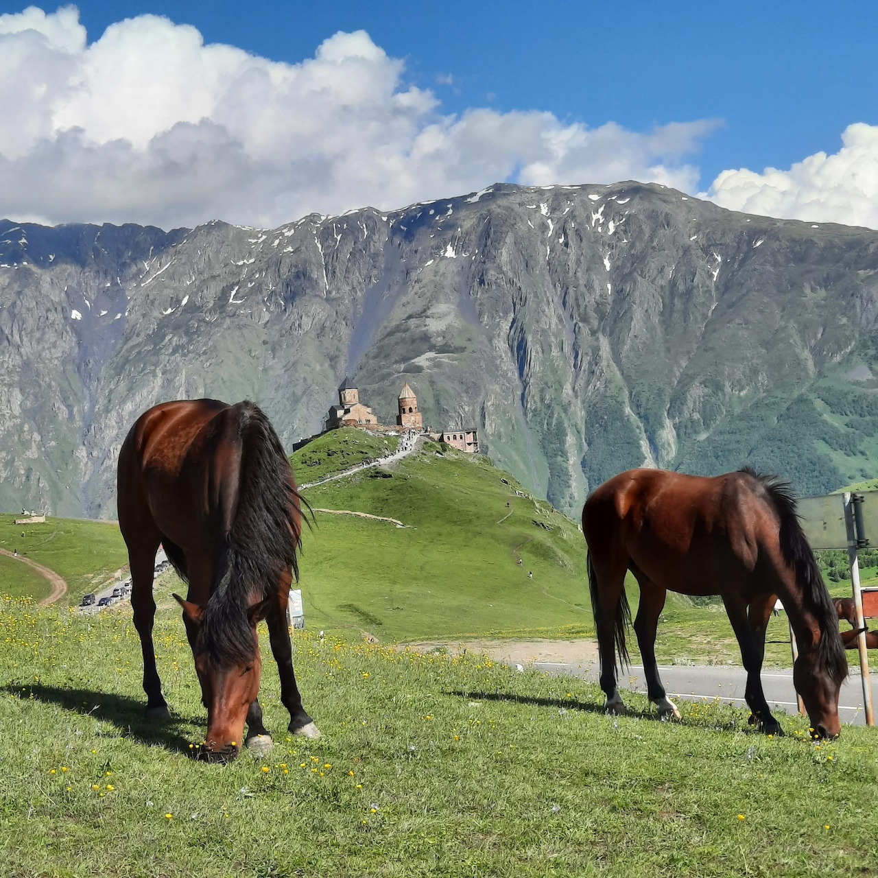 Georgian Mountain Horses